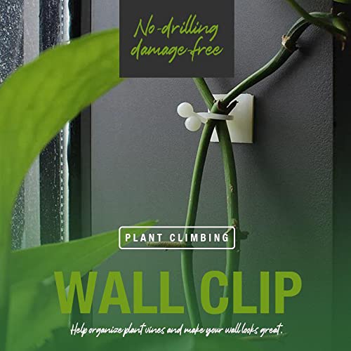 Wall Plant Hook