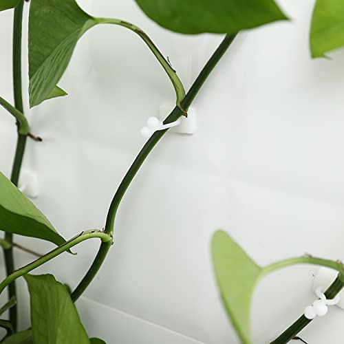 Wall Plant Hook